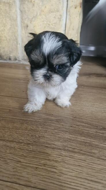 Sunia I piesek shih tzu