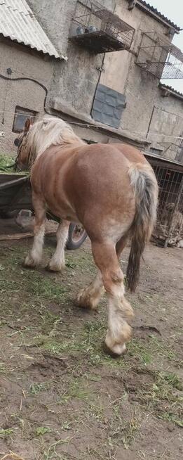 Sprzedam klacz zimnokrwistą