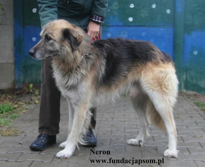 Neron