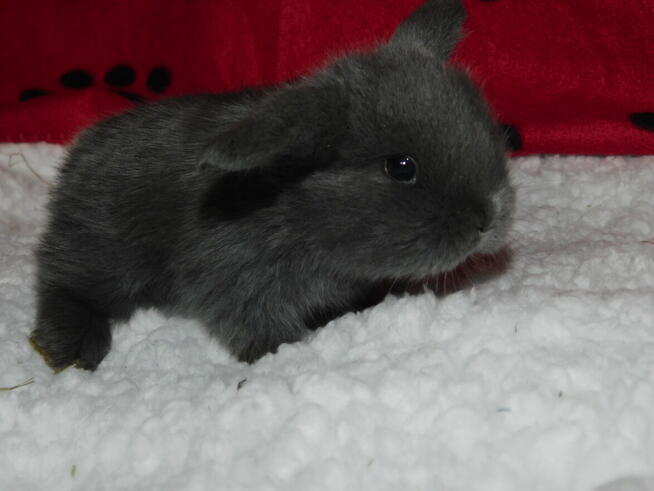 Niebieskie i beżowe baranki mini lop