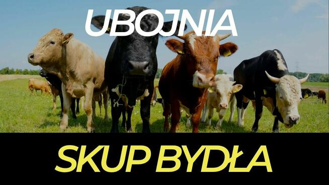 Skup bydła rzeźnego - ubojnia