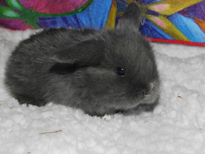 Niebieskie i beżowe baranki mini lop