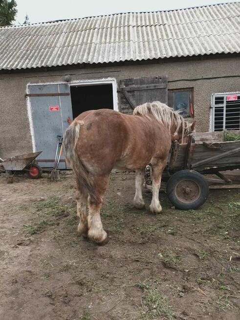 Sprzedam klacz zimnokrwistą