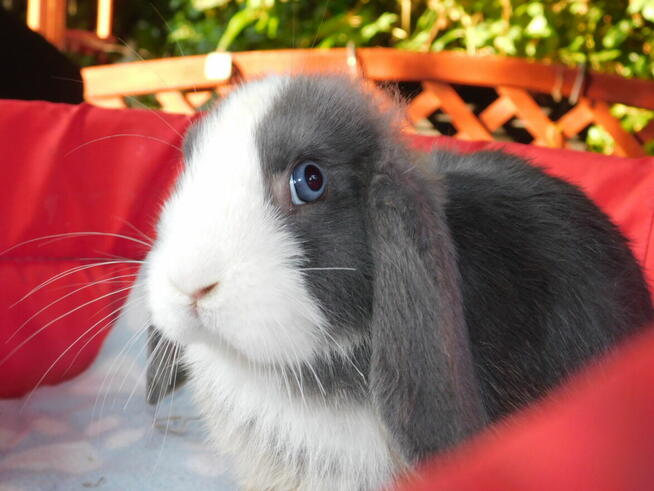 Niebiesko - biały samczyk mini lop