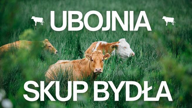 Skup Zwierząt - bydła - ubojnia