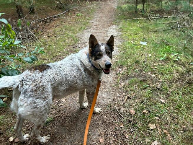 Lucjan proludzki psiak marzy o domku pełnym miłości