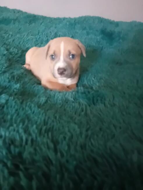 Oddam pieski za darmo w dobre ręce