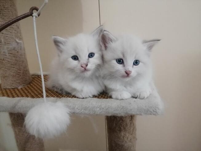 Kotek Syberyjski( chłopiec)