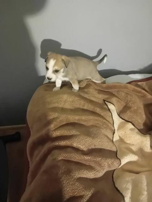 Oddam pieski za darmo w dobre ręce