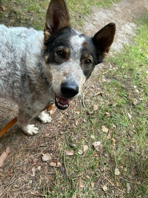 Starszy cudowny psiak uwielbiający spacery czeka na ciebie