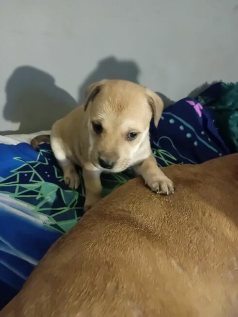 Oddam pieski za darmo w dobre ręce