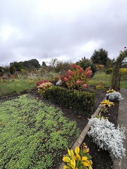 Sprzedam ogródek działkowy ROD