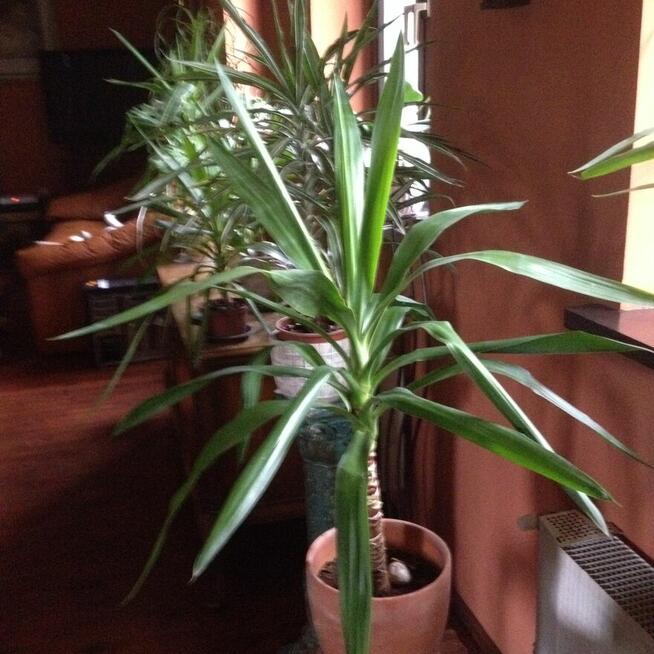 kwiaty doniczkowe Yuki, monstery