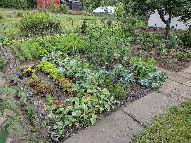 Działka ROD z domkiem 2025 – Aleksandrów