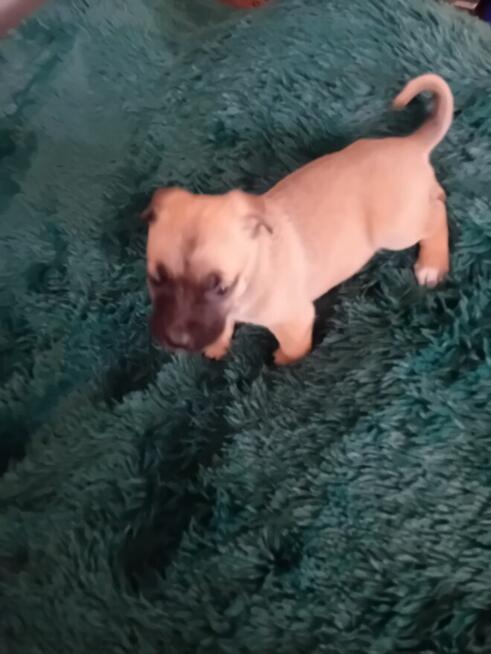 Oddam pieski za darmo w dobre ręce