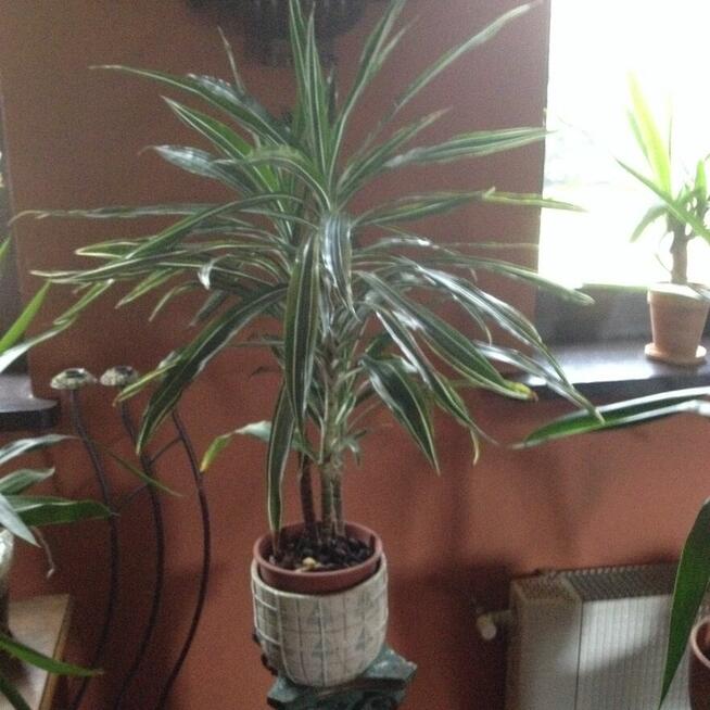 kwiaty doniczkowe Yuki, monstery