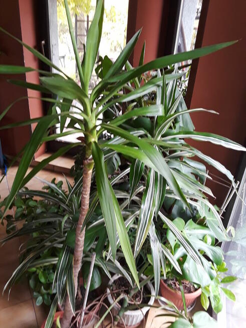 kwiaty doniczkowe Yuki, monstery