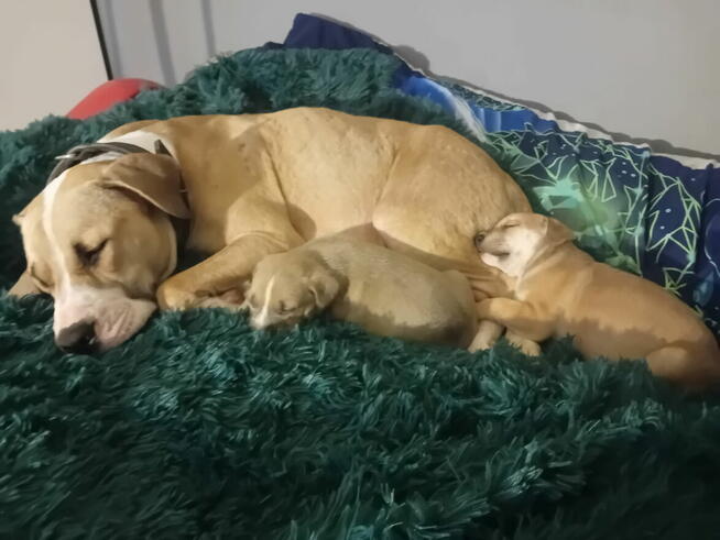 Oddam pieski za darmo w dobre ręce