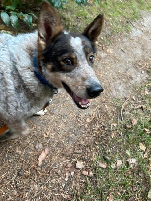 Starszy cudowny psiak uwielbiający spacery czeka na ciebie