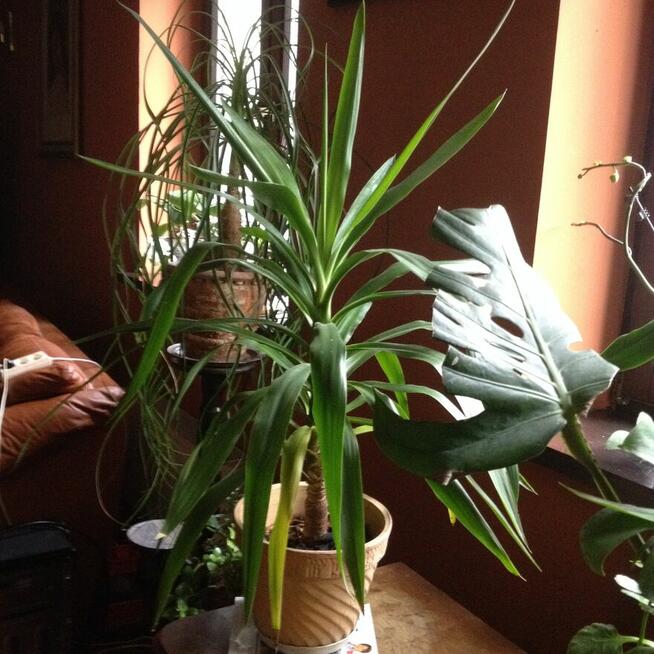 kwiaty doniczkowe Yuki, monstery