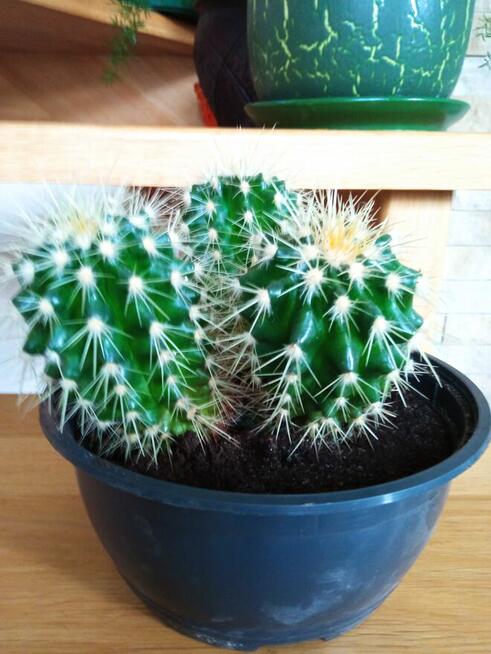 Cylindropuntia subulata- sukulent ten i inne...