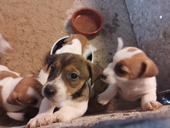 Jack russell terrier