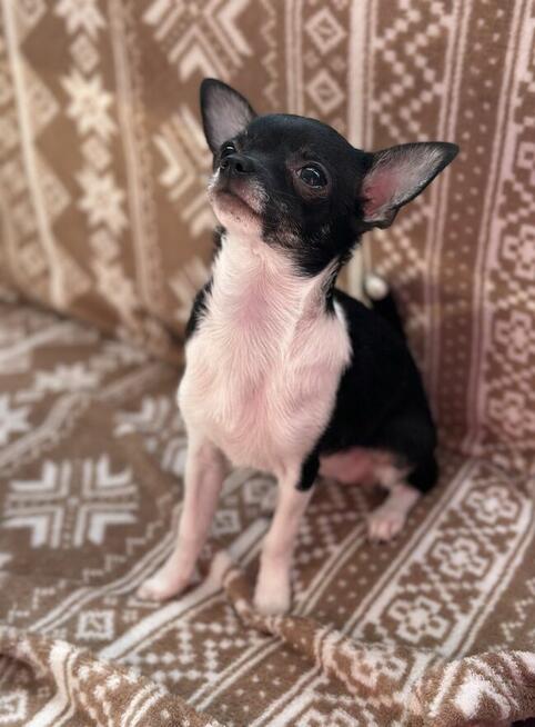 Suczka chihuahua ZKwP FCI
