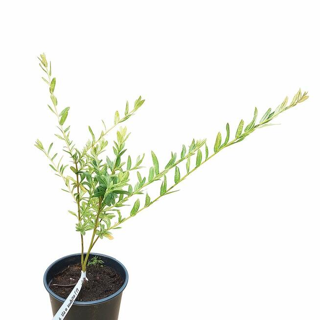 Rośliny -wyprzedaż-Giżycko i okolice