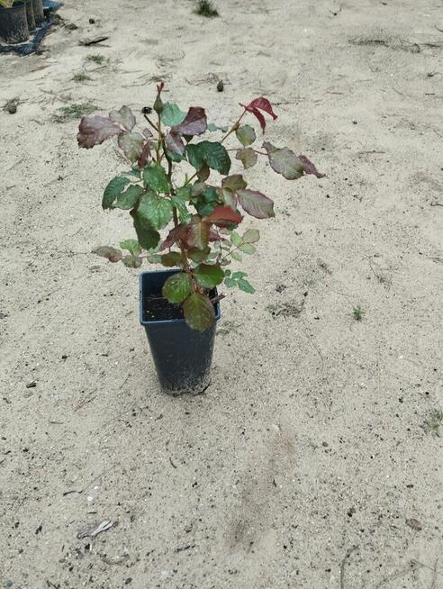 Rośliny -wyprzedaż-Giżycko i okolice