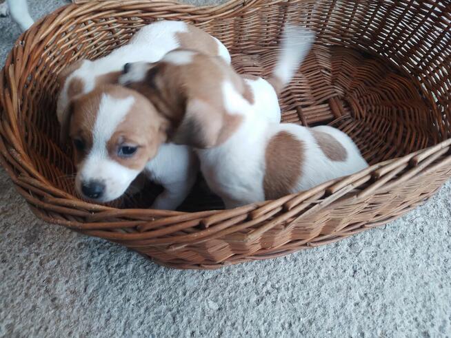 Jack russell terrier