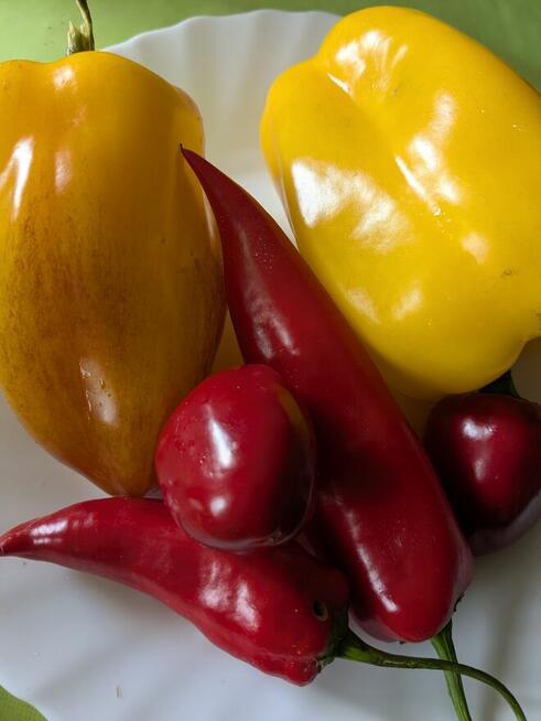 Ogórek Palczik, Kustowoj rosyjski Nasiona kolekcjonerskie