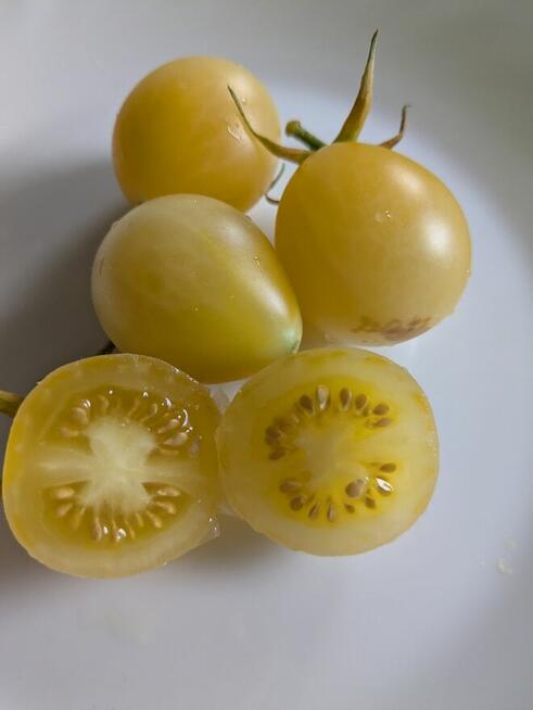 Ogórek Palczik, Kustowoj rosyjski Nasiona kolekcjonerskie