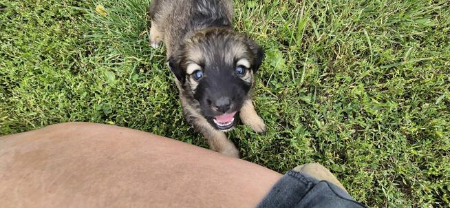 Szczeniak sunia kundelek