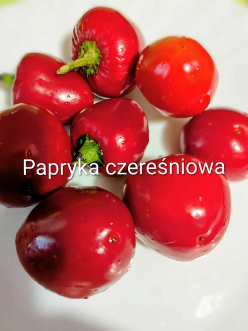 Ogórek Palczik, Kustowoj rosyjski Nasiona kolekcjonerskie