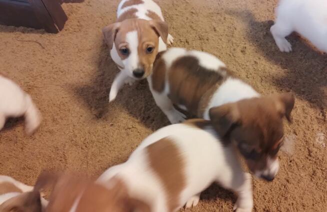 Jack russell terrier