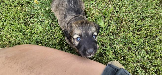 Szczeniak sunia kundelek