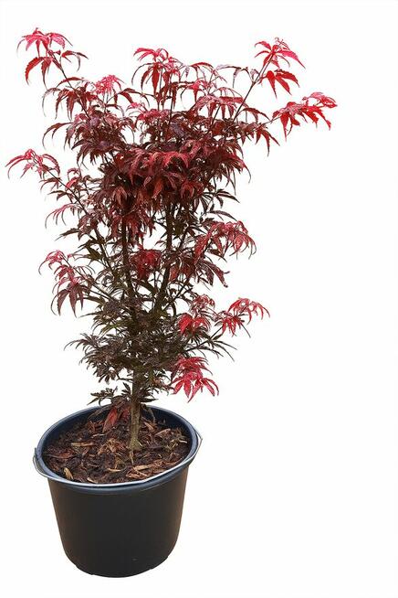 Rośliny -wyprzedaż-Giżycko i okolice