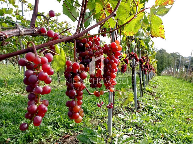 Działka budowlana Żółków gm. Jasło