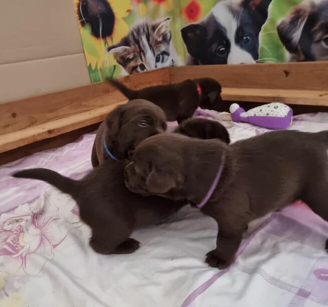 Labrador Retriever szczeniaki FCI ZkwP o/Wrocław