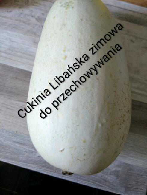 Cukinia zimowa Libańska nasiona Busch 1