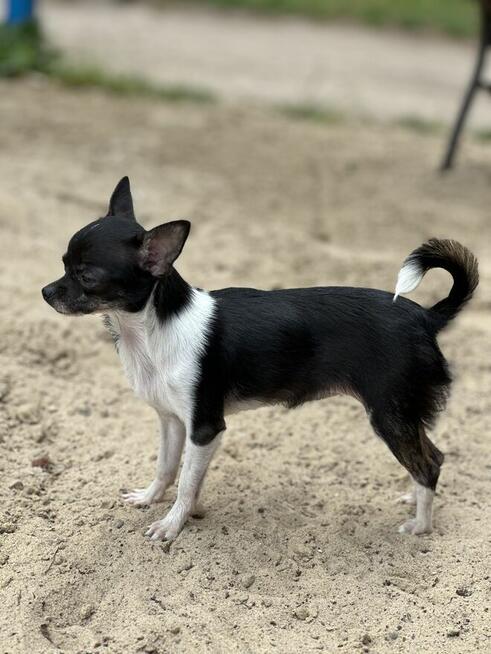 Suczka chihuahua ZKwP FCI