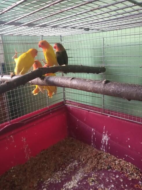 Papugi Nierozłączki