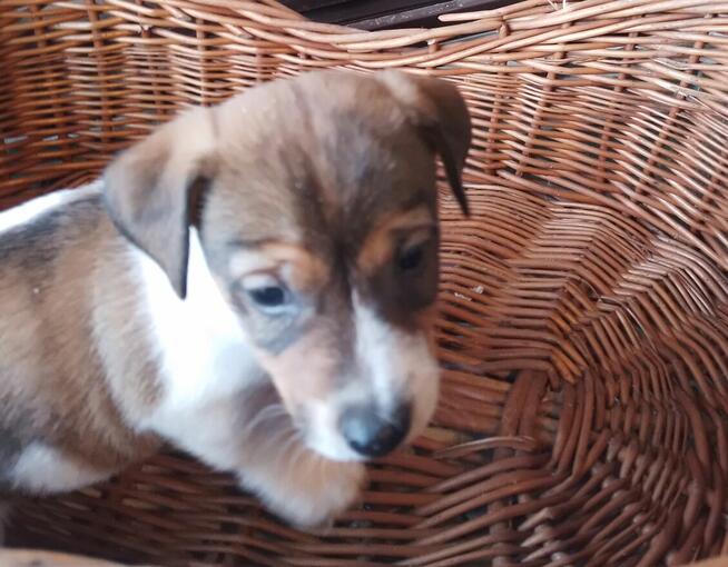 Jack russell terrier