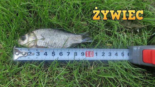 Narybek Karaś Srebrzysty i większy żywiec Szczupak Sum Sanda