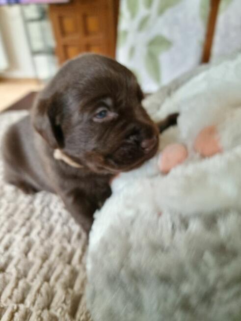 Labrador Retriever szczeniaki FCI ZkwP o/Wrocław