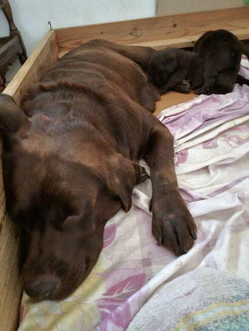 Labrador Retriever szczeniaki FCI ZkwP o/Wrocław