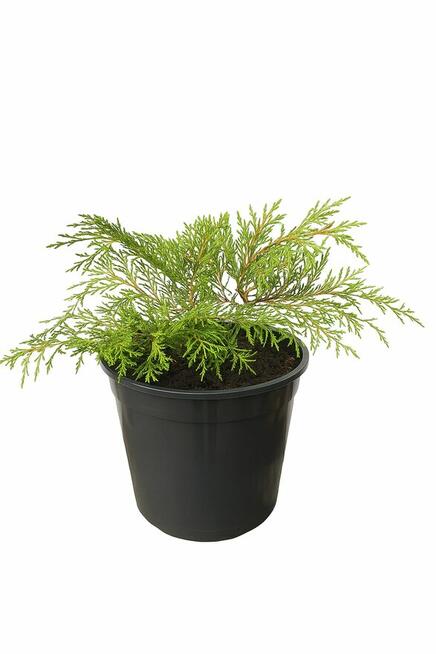 Rośliny -wyprzedaż-Giżycko i okolice