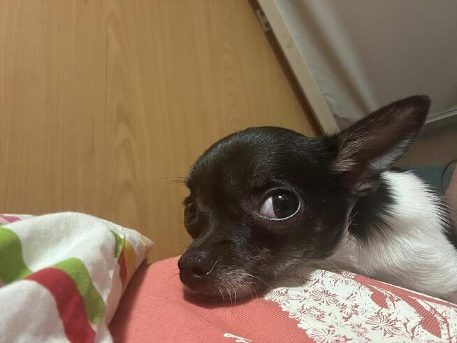 Suczka chihuahua ZKwP FCI