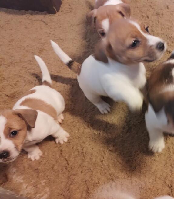 Jack russell terrier