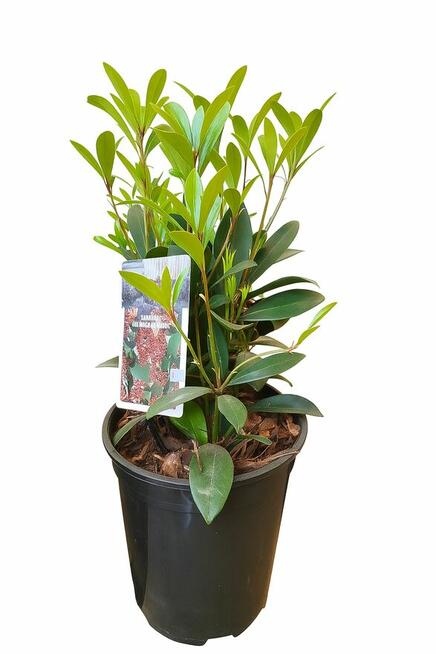 Rośliny -wyprzedaż-Giżycko i okolice